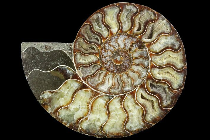 Cut Ammonite Fossil (Half) - Agatized #97739